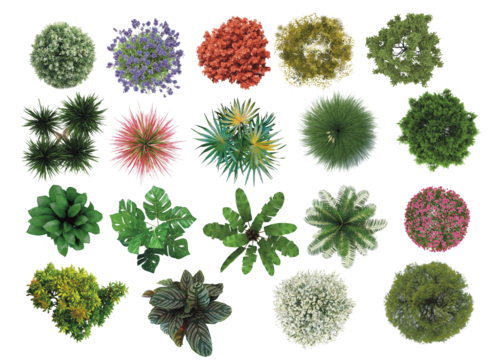 plant bushes flower top view