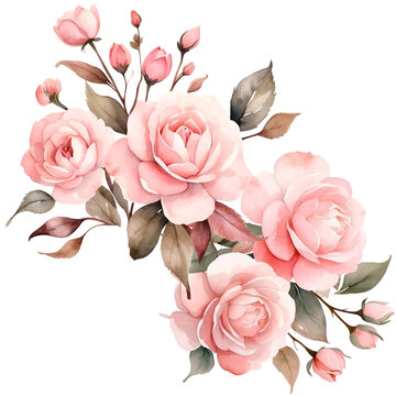 Blossoms of Love pink roses, Watercolor Cipart, illustrations, PNG.