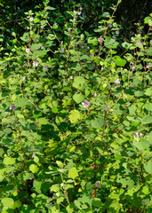 A dense patch of Caesarweed, Urena lobata, growing in a field in Florida. While it is highly invasive in Florida, it is used as a fiber crop and for its medicinal value in many other countries.