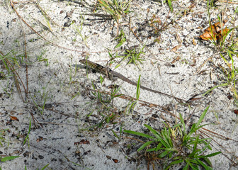Six-lined racerunner lizard, Aspidoscelis sexlineatus, in a sandy scrub, its natural habitat. Full body profile.
