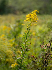 A close-up of a tall yellow goldenrod, Solidago spp, in a meadow in Tennessee. Focus on a stem of flowers and leaves with many flowers blurred in the background.