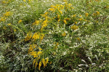 Sprays of yellow goldenrod arch over a mass of delicate white frost asters, creating a contrast of colors and textures in a meadow in fall. Horizontal image.