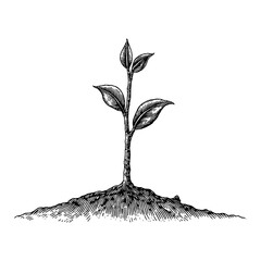 Young Plant Sprout Emerging from Soil in Black and White Outline Line Art Drawing Style