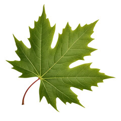 Green Maple Leaf Isolated, Ai Generation
