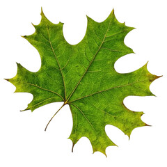 Fototapeta premium Green Maple Leaf Isolated, Ai Generation