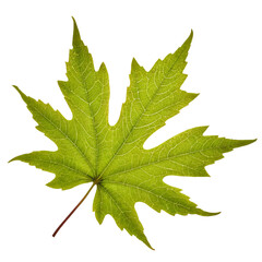 Fototapeta premium Green Maple Leaf Isolated, Ai Generation