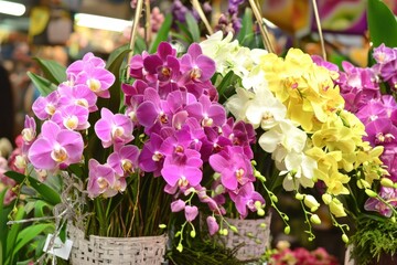 Vibrant orchids in wicker baskets at a bustling flower market in springtime