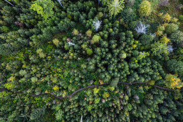 Jesienny las , Małopolska, Poland, EU, Jesień 24 © Maciej G. Szling