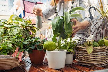woman takes care of plants, houseplants, flowerpots, flowers, waters, sprays, on an open terrace, 