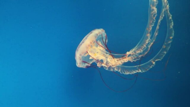 jellyfish, sea animals, poisonous animals, poisonous jellyfish, beautiful jellyfish, sea fish, saltwater fish, soft animals, video jellyfish, videos in the ocean,