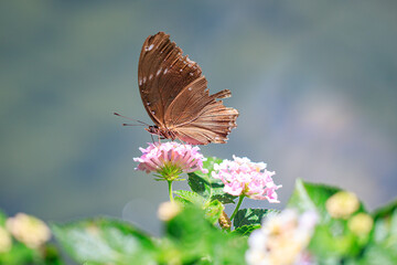 Brown Butterfly with Damaged Wings Perched on Pink Flowers