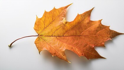 Obraz premium Seasonal symbol of autumn, representing the changing of the leaves and the beauty of nature