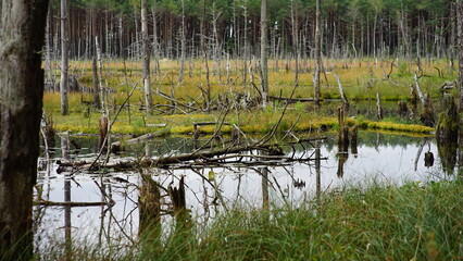 Swamps 3 © depth_like