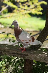 Pigeon on a Sunny Day