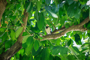 Black-collared Starling Perched on a Tree Branch
