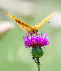 Photograph taken with a 300mm macro lens depicting the pollination of a purple thistle by a butterfly against a green background while an ant climbs up the flower stem