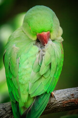 Alexandrine Parakeet Resting Calmly on a Branch