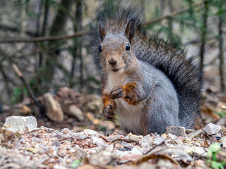 Squirrel sitting on the ground and smiling when looking at the camera. Close-up