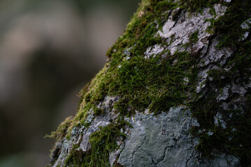Forest Detail