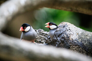 Two Colorful Birds Perched on a Tree Trunk