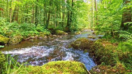 Fototapeta premium idyllischer Wildwasserbach im grünen lichtdurchflutetem märchenhaftem Wald mit moosbedeckten Felsen, Bäume, Pflanzen, Sonnenlicht, Erholung, Landschaft, wandern, Idylle 
