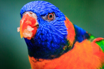 Vibrant Close-Up of a Colorful Parrot