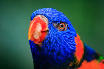 Vibrant Close-Up of a Colorful Parrot