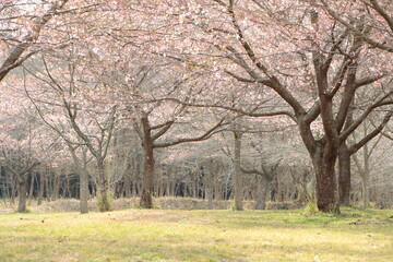 Obraz premium 満開の桜