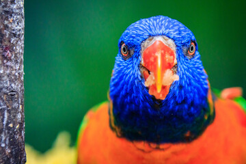 Vibrant Close-Up of a Colorful Parrot