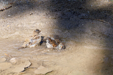 two sparrows bathing in the low water of a sand hole, correlating colours