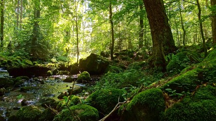 idyllischer Wildwasserbach im grünen lichtdurchflutetem märchenhaftem Wald mit moosbedeckten Felsen, Bäume, Pflanzen, Sonnenlicht, Erholung, Landschaft, wandern, Idylle
