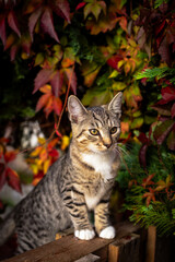 Kot © diana