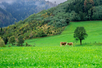 Naklejka premium Grazing cows on an alpine meadow among the mountains