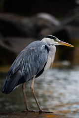 Grey Heron, close-up