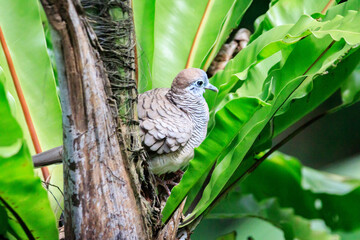 Zebra Dove Perched Gracefully Among Tropical Greenery