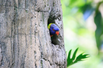 Rainbow Lorikeet Peeking Out of Tree Cavity
