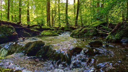 idyllischer Wildwasserbach im grünen lichtdurchflutetem märchenhaftem Wald mit moosbedeckten Felsen, Bäume, Pflanzen, Sonnenlicht, Erholung, Landschaft, wandern, Idylle
