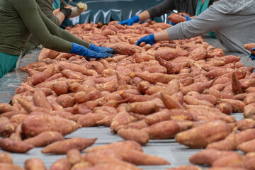 sweet potato cultivation in Sanlúcar, Spain 