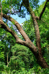 Majestic Tree with Sprawling Branches in Lush Forest