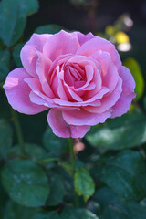 close up pink rose in the garden