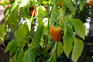 Young sweet peppers on a branch