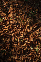 Yellowed leaves with a tree on the ground. Chestnut leaves. dry leaves