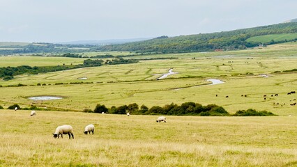 Obraz premium sheep grazing in the field