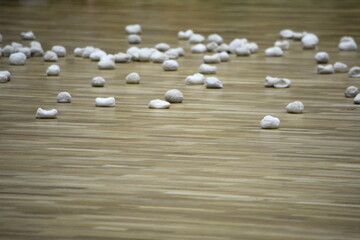 運動会　玉入れ