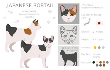 Japanese bobtail cat clipart. All cat breeds characteristics infographic. Vector illustration