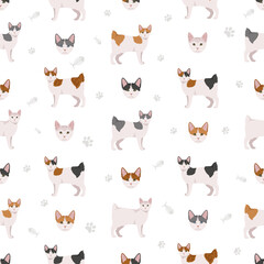 Japanese bobtail cat seamless pattern. All cat breeds characteristics infographic. Vector illustration