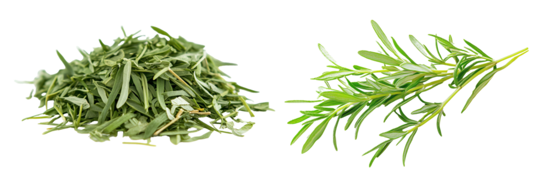 Fresh and dry tarragon, aromatic and bold unique flavor, cut out background