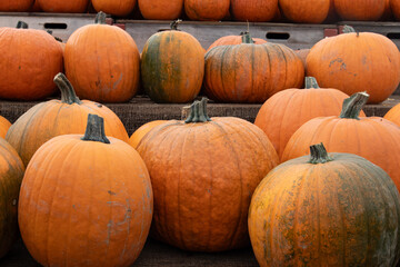 Bright orange pumpkins on a farm side, rural farm, harvest season, pumpkin farm
