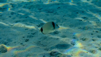 Two banded sea bream (Diplodus vulgaris) undersea, Aegean Sea, Greece, Halkidiki, Pirgos beach