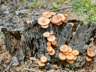 a group of mushrooms that grow on rotting tree stumps. These mushrooms have a shape like a small umbrella with a light brown color. 